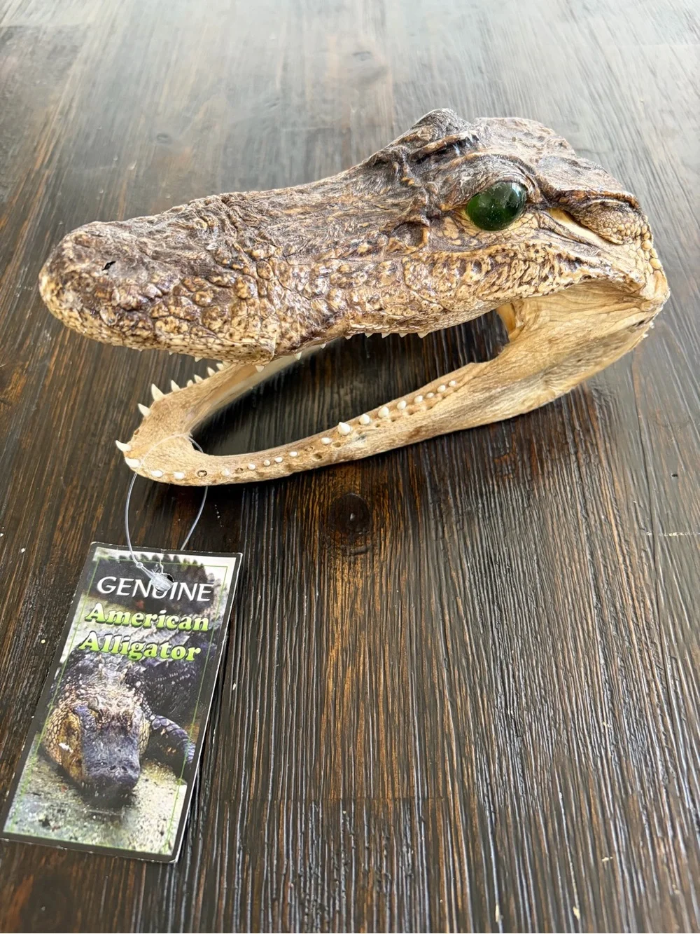Genuine Alligator Skull Terrarium Accent - Brown with Green Eye